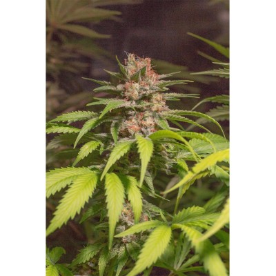 El Chapo Haze X3 - Spanish Passion Seeds