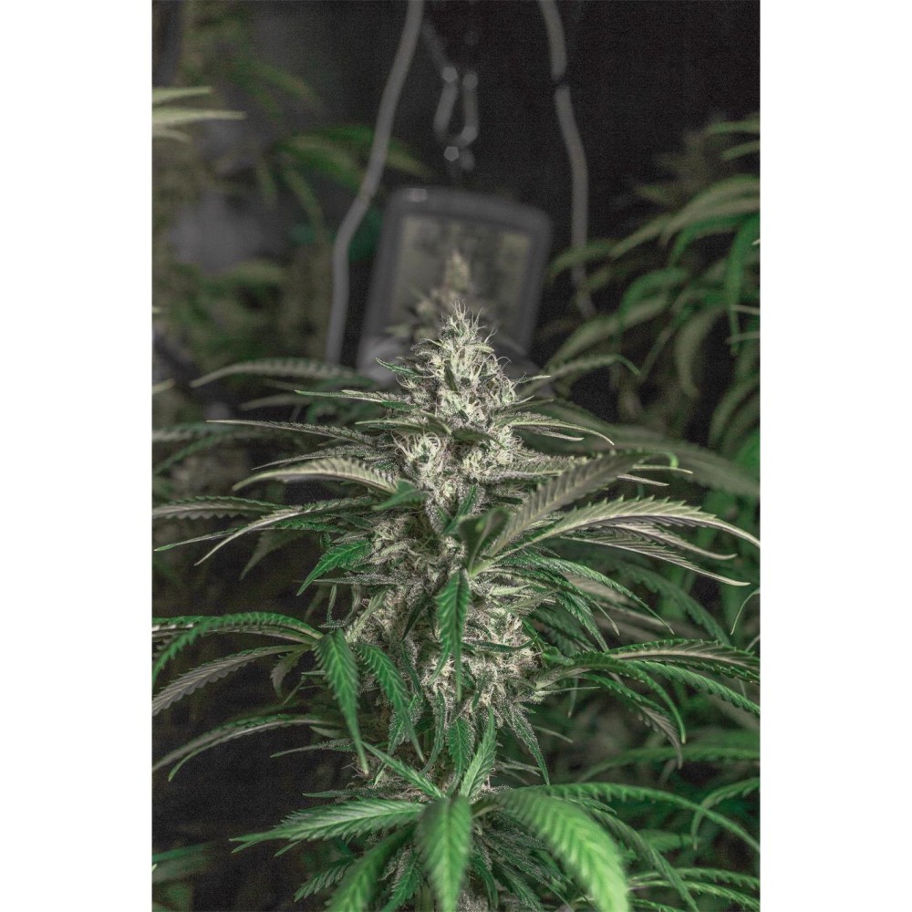 Amnesia Citric Haze X3 - Spanish Passion Seeds