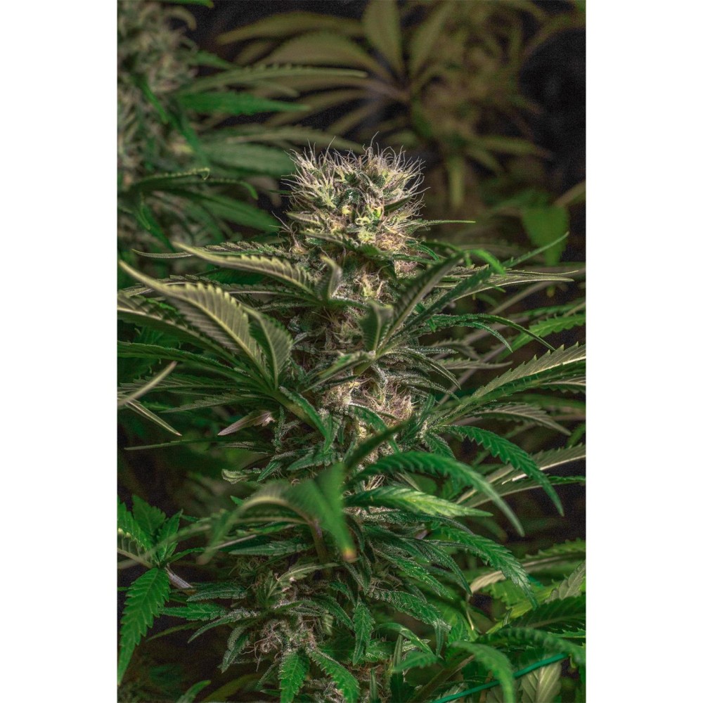 Blue Magic X3 - Spanish Passion Seeds