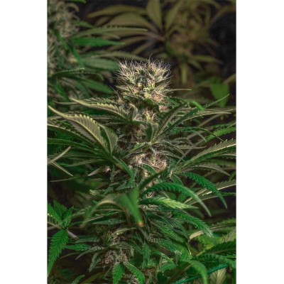 Blue Magic X3 - Spanish Passion Seeds