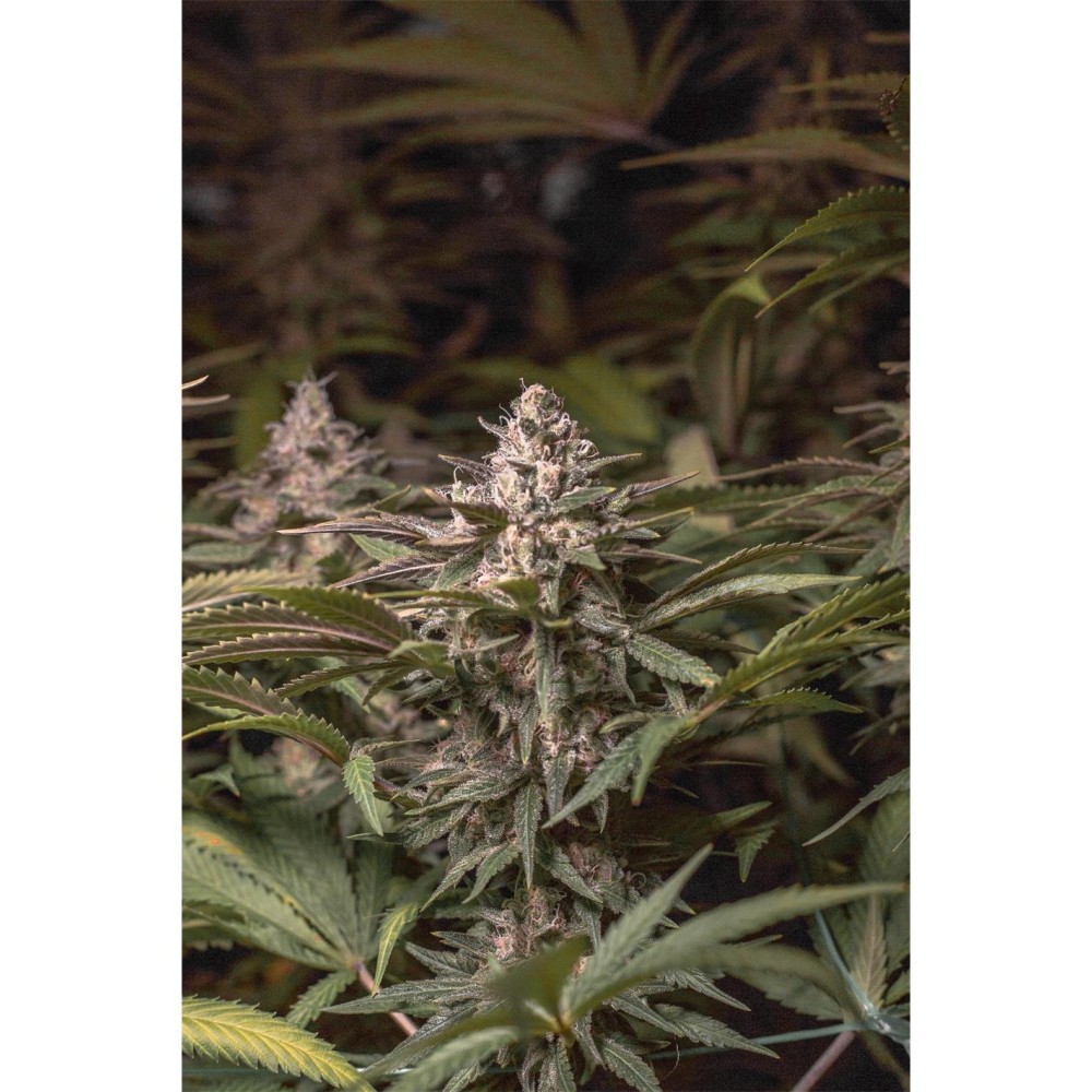 Chocolate Spanish Candy X3 - Spanish Passion Seeds