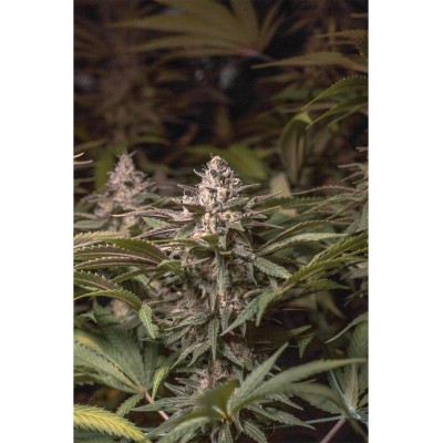 Chocolate Spanish Candy X3 - Spanish Passion Seeds