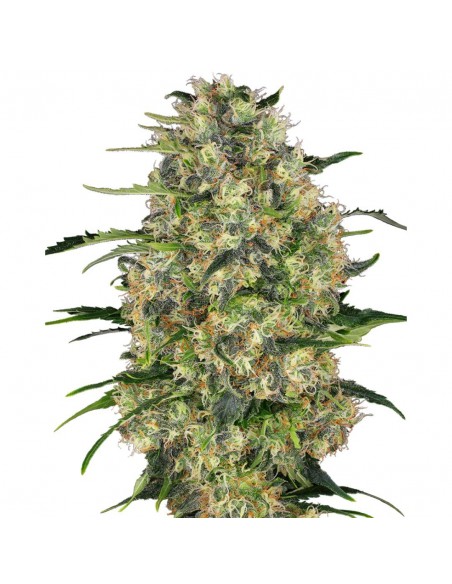 Black Domina Fem Monster Seeds x3