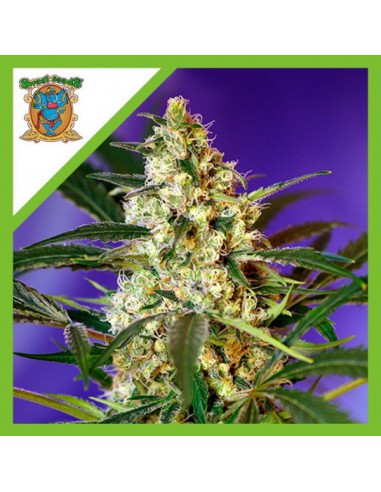 Sweet Seeds Fast Bud Nuermo 2 Auto X5-2