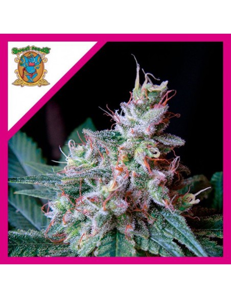 Sweet Seeds Cream Caramel Fem X5+2