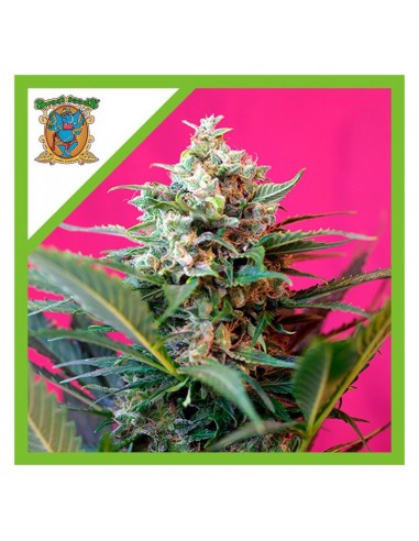 Sweet Seeds Big Devil Xl Auto X100