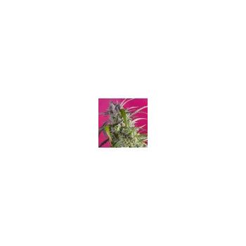 SWEET SEEDS CRYSTAL CANDY AUTO X100