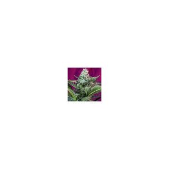 SWEET SEEDS MOHAN RAM AUTO X100