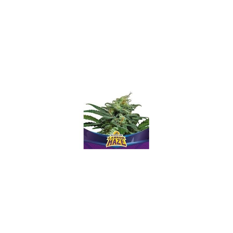 Lebron Haze BSF