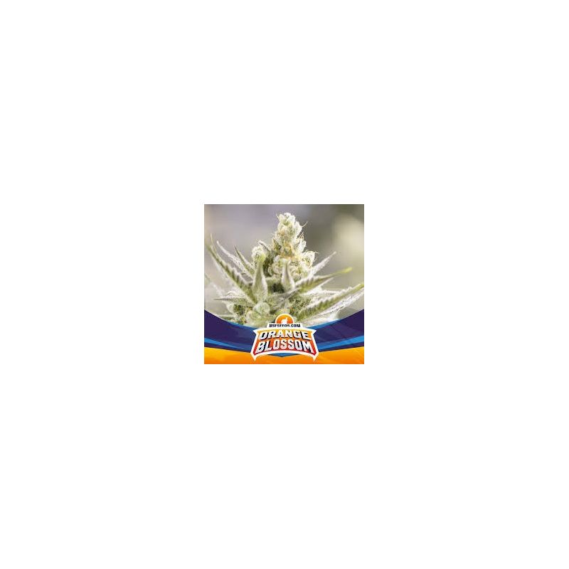 Orange Blossom Xxl Auto