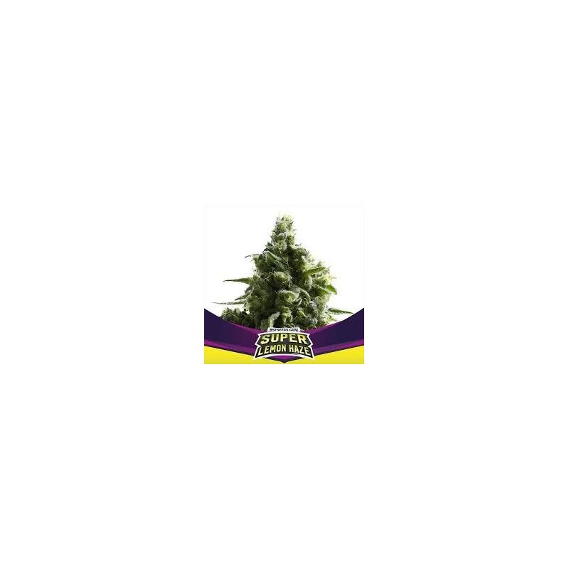 Super Lemon Haze