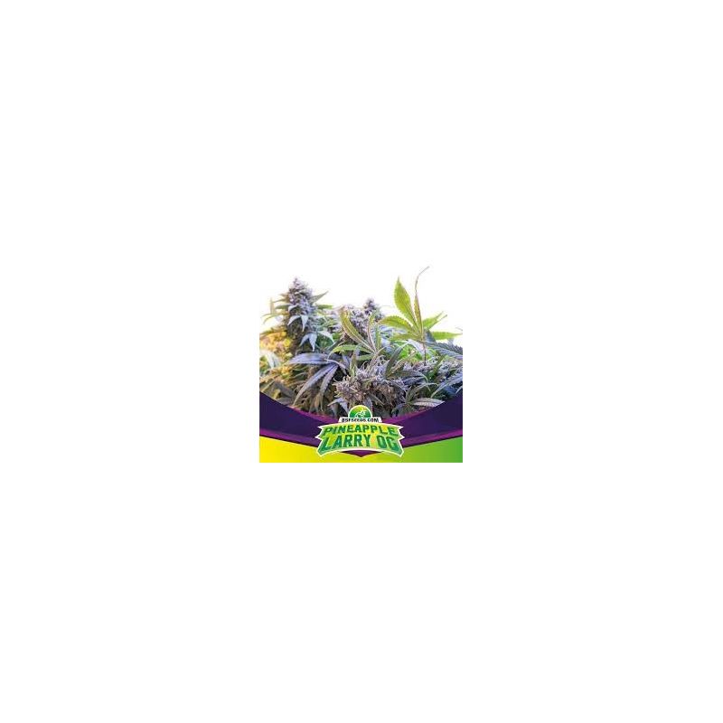 Pineapple Larry Og