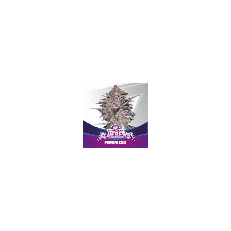 Blueberry XXl Auto X7