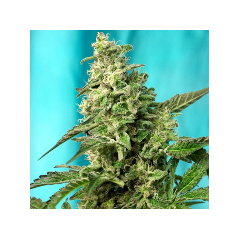 SWEET SEEDS GREEN POISON F1 X100