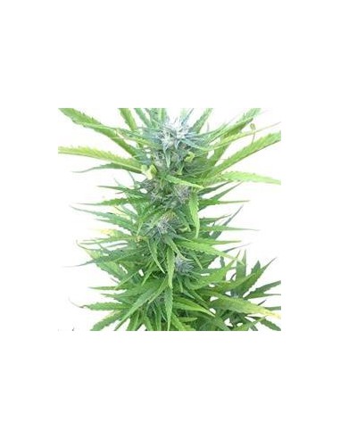 Auto Northern Light X1 Royal Queen Seeds