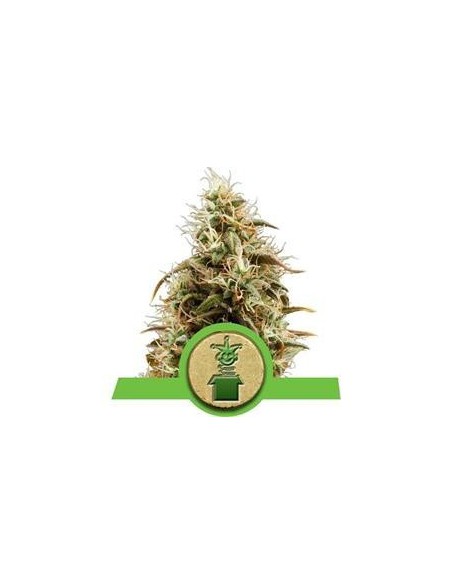 Auto Royal Jack X3 Royal Queen Seeds