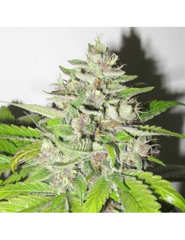 Medical Seeds Mendocino Purple Kush 3 Uds