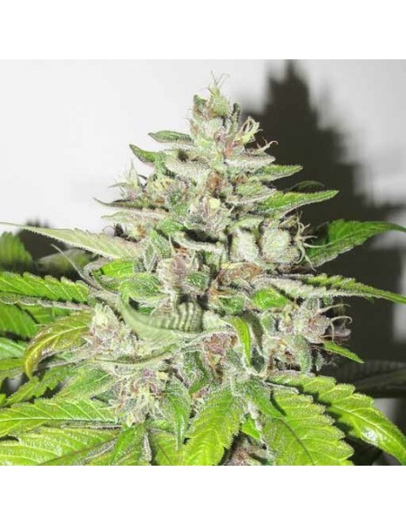 Medical Seeds Mendocino Purple Kush 3 Uds