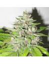 Medical Seeds Mendocino Purple Kush 3 Uds