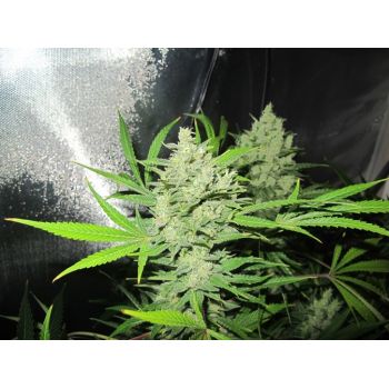 Medical Seeds No Name 3 Uds