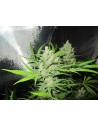 Medical Seeds No Name 3 Uds