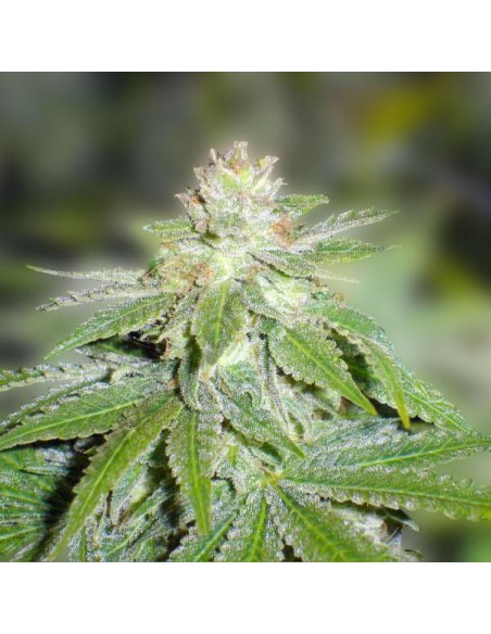 Medical Seeds Devil Fruit 3 Uds