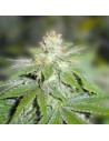 Medical Seeds Devil Fruit 3 Uds