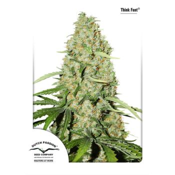 Think Fast X3 Dutch Passion