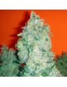 Medical Seeds Jack La Mota 3 Uds