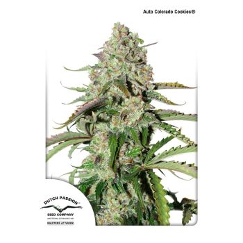 Dutch Passion Colorado Cookies Auto 3Uds