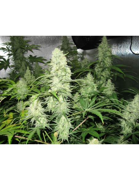 Medical Seeds Malakoff 3 Uds