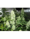 Medical Seeds Malakoff 3 Uds