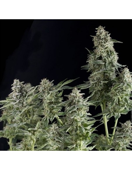 Pyramid Seed Northern Lights Auto 3Uds1