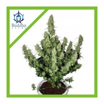 BUDDHA SEEDS MAGNUM AUTO X3