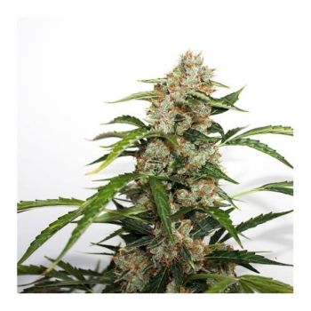 Dutch Passion Orange Bud Auto X3