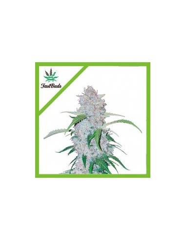 Six Shooter Auto » Fast Buds, Fast Buds - Autoflowering, Seeds