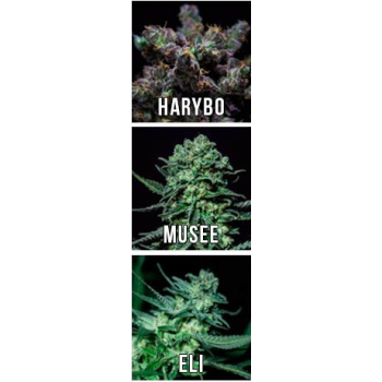 Mix New X6 - R-Kiem Seeds