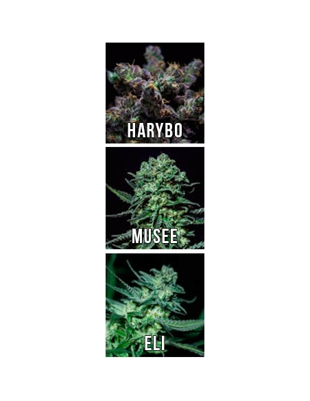 Mix New X6 - R-Kiem Seeds