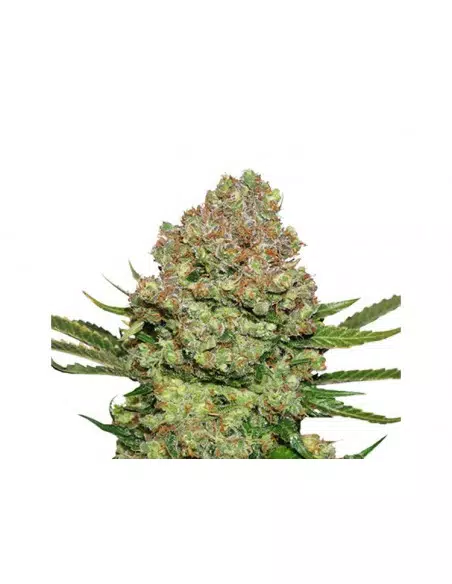 White Widow Auto Granel