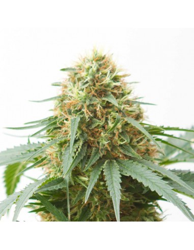 Northern Lights Auto Granel