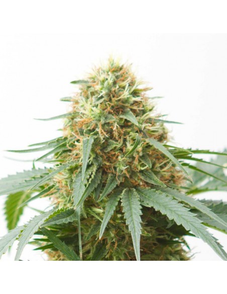 Northern Lights Auto Granel