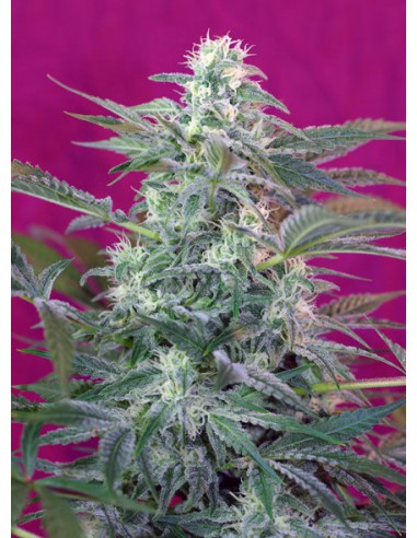 Sweet Seeds Big Foot (3+1 UDS)