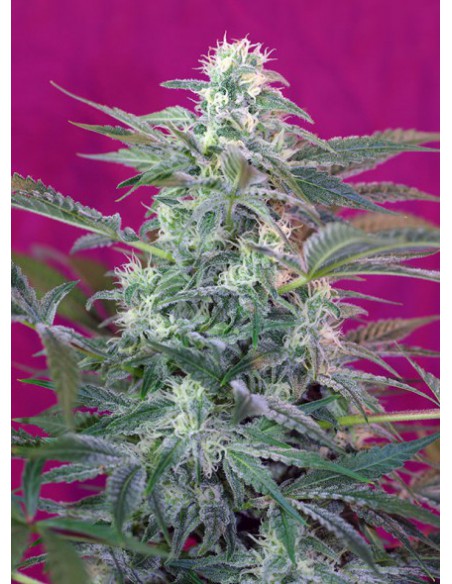 Sweet Seeds Big Foot (3+1 UDS)