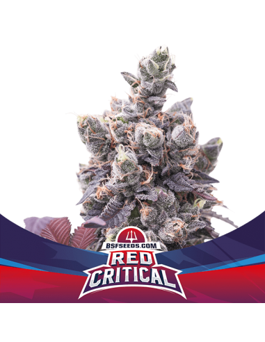 Red Critical Auto X2 - Bsf Seeds