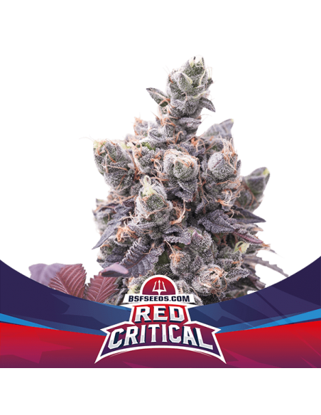 Red Critical Auto X2 - Bsf Seeds