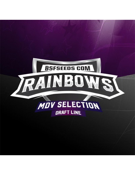 Rainbows X2 - Bsf Seeds