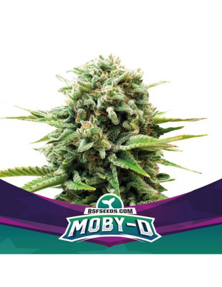 Moby-D X4 - Bsf Seeds