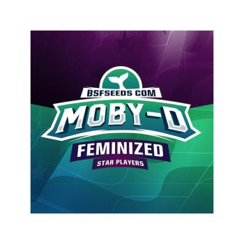 Moby-D X4 - Bsf Seeds