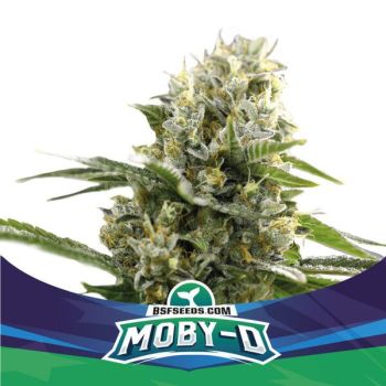 Moby-D Xxl Auto X7 - Bsf Seeds