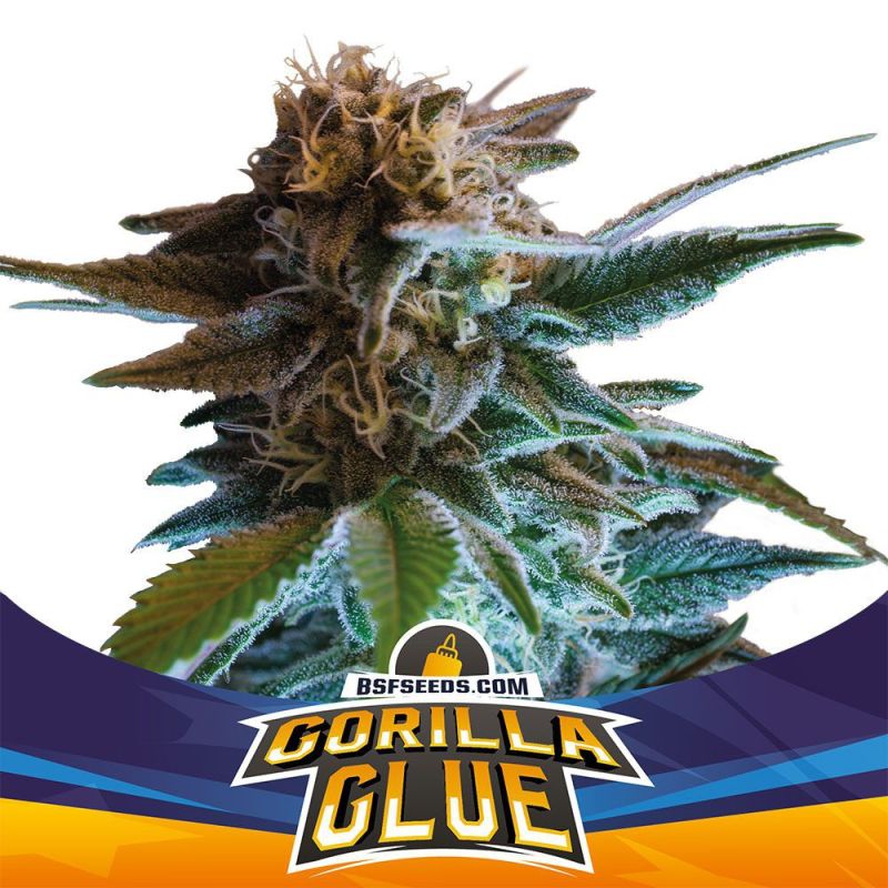Gorilla Glue Auto X12 - Bsf Seeds